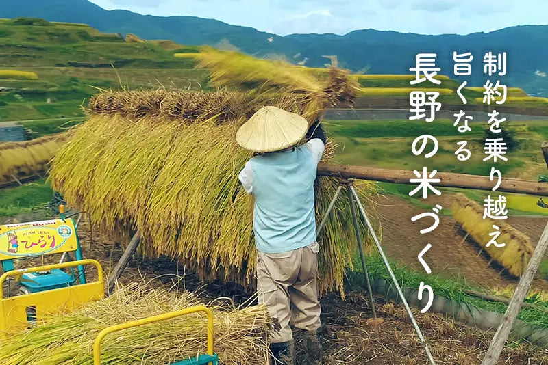 【特集記事】制約を乗り越え旨くなる長野の米づくり