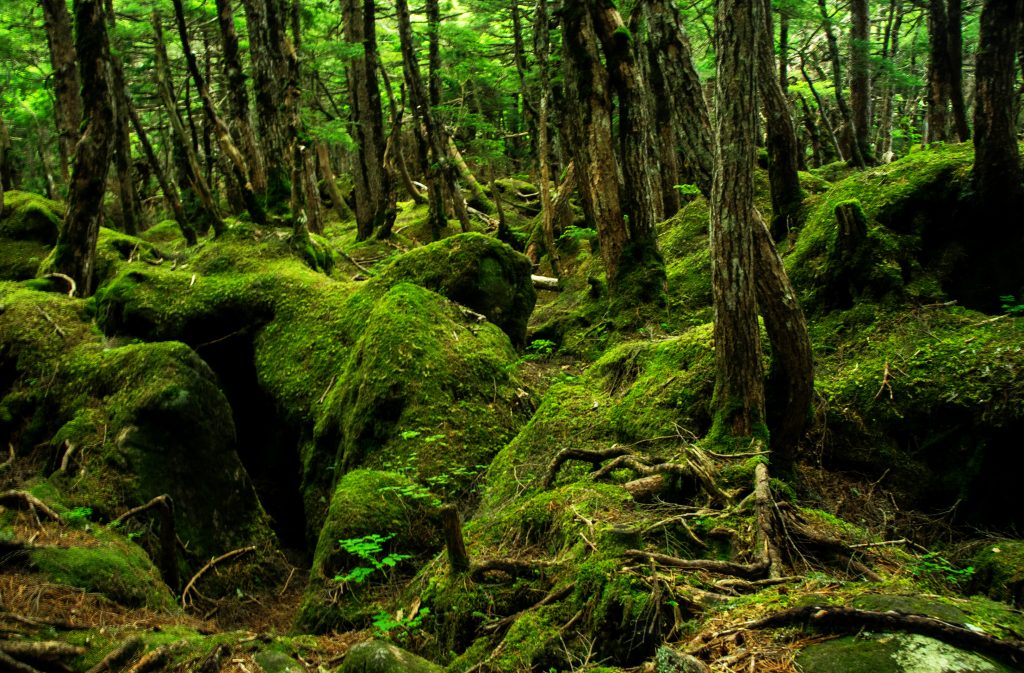 白駒の池 北八ヶ岳苔の森」の世界と「さくほ」の恵み - 銀座NAGANO